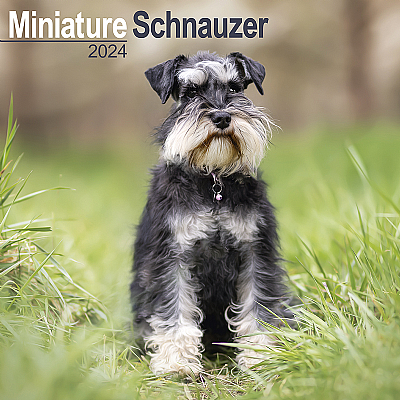 Schnauzer (Miniature) Calendar 2024 (Square)